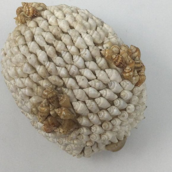 Sea Shell Art Decor Small Pig Vintage - Picture 7 of 12